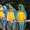 Гибриды попугаев ара   - птенцы выкормыши из питомника - Изображение #3, Объявление #1126633