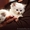 Красивых котят Невской маскарадной #1127114