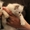 Красивых котят Невской маскарадной - Изображение #6, Объявление #1127114