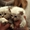 Красивых котят Невской маскарадной - Изображение #3, Объявление #1127114