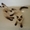 Чистопородные сиамские котята #1127049