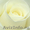 Розы цветы оптом, свежесрезанные розы, из Эквадора #1138101