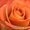 Розы цветы оптом,свежесрезанные розы,из Эквадора - Изображение #2, Объявление #1138101