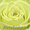 Розы цветы оптом,свежесрезанные розы,из Эквадора - Изображение #3, Объявление #1138101