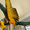 Сине-желтый ара Для принятия - Изображение #1, Объявление #1133695
