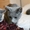 Красивые котята русской голубой породы - Изображение #2, Объявление #1153100