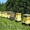 Продается башкирский мед с собственной пасеки - Изображение #2, Объявление #1147757
