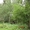 Земельный участок  83 сотки с вековыми соснами в г. Звенигород - Изображение #2, Объявление #1148080