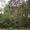 Земельный участок  83 сотки с вековыми соснами в г. Звенигород - Изображение #3, Объявление #1148080