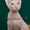 Котята Донские сфинксы Арамис и Гермес - Изображение #2, Объявление #1160956