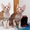 Котята Донские сфинксы Арамис и Гермес - Изображение #1, Объявление #1160956