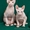 Котята – коты Донские сфинксы Hermes и Арамис