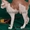 Котята – коты Донские сфинксы Hermes и Арамис - Изображение #2, Объявление #1162493