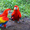 Сладкие алые попугаи ара для принятия