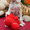 Крапчатые щенки сеттерa c родocловной - Изображение #4, Объявление #1159829