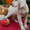 Крапчатые щенки сеттерa c родocловной - Изображение #5, Объявление #1159829