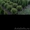 Продажа декоративных растений (хвойных и лиственных культур) оптом и в розницу - Изображение #5, Объявление #1156039