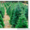 Живые новогодние елки оптом без посредников - Изображение #1, Объявление #1182895