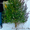 Живые новогодние елки оптом без посредников - Изображение #2, Объявление #1182895