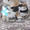 Чихуахуа, щенки чихуахуа крошки на ладошке г/ш - Изображение #4, Объявление #1182004