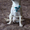 Чихуахуа, щенки чихуахуа крошки на ладошке г/ш - Изображение #1, Объявление #1182004