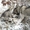 маламут аляскинский щенки #1189201