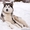 маламут аляскинский щенки - Изображение #2, Объявление #1189201