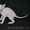 Элитные котята Корниш рекс (разные окрасы) #1188791