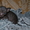 Элитные котята Корниш рекс (разные окрасы) - Изображение #3, Объявление #1188791