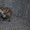 Элитные котята Корниш рекс (разные окрасы) - Изображение #5, Объявление #1188791