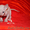 Элитные котята Корниш рекс (разные окрасы) - Изображение #1, Объявление #1188791