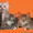 Cибирские котята от Чемпионов #1210853