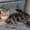 Шотландский ШОУ-котик - Изображение #2, Объявление #1206462