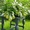 Пепино- дынная груша экзотическое растение - Изображение #4, Объявление #1208884