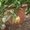 Пепино- дынная груша экзотическое растение - Изображение #3, Объявление #1208884