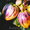 Пепино- дынная груша экзотическое растение - Изображение #2, Объявление #1208884