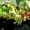 Пепино- дынная груша экзотическое растение - Изображение #5, Объявление #1208884