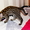 Продам котенка Оцелота (лат. Leopardus pardalis) - Изображение #3, Объявление #1217446