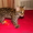 Продам котенка Оцелота (лат. Leopardus pardalis) #1217446