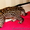 Продам котенка Оцелота (лат. Leopardus pardalis) - Изображение #2, Объявление #1217446