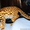 Продам котенка АЛК / лат.Felis bengalensis #1217468