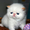 Персидские котята питомника Оресанс - Изображение #2, Объявление #963260