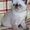 Персидские котята питомника Оресанс - Изображение #3, Объявление #963260
