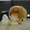 Эксклюзивные щенки карликового померанского шпица Тип-Мишки VIP-Classa - Изображение #2, Объявление #1254837
