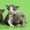 Корниш-рекс роскошные котята - Изображение #4, Объявление #1246899