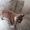 котята сибирской рыси - Изображение #3, Объявление #1247342