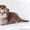 золотой дш британский котенок  - Изображение #1, Объявление #1128723