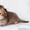 золотой дш британский котенок  - Изображение #2, Объявление #1128723