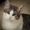 Совершенно необыкновенный котик Штирлиц,  5, 5 месяца #1272900