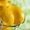 Оптовые поставки Лимонной Кислоты во все регионы РФ. #1283372